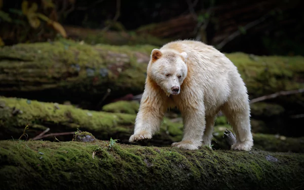 moss Animal kermode bear HD Desktop Wallpaper | Background Image