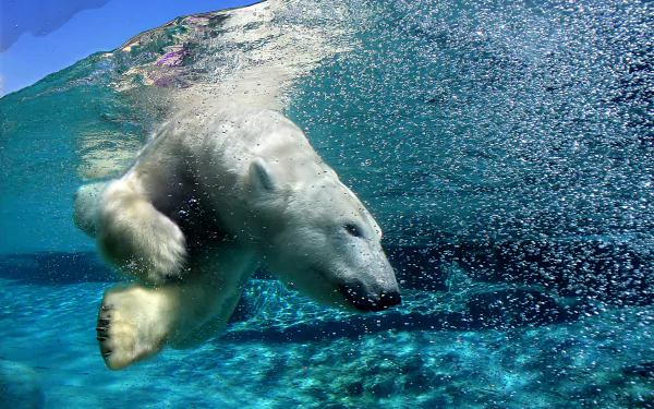 Animal polar bear HD Desktop Wallpaper | Background Image