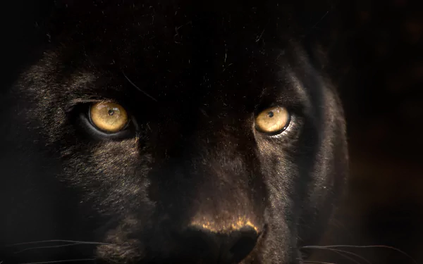 Animal black panther HD Desktop Wallpaper | Background Image