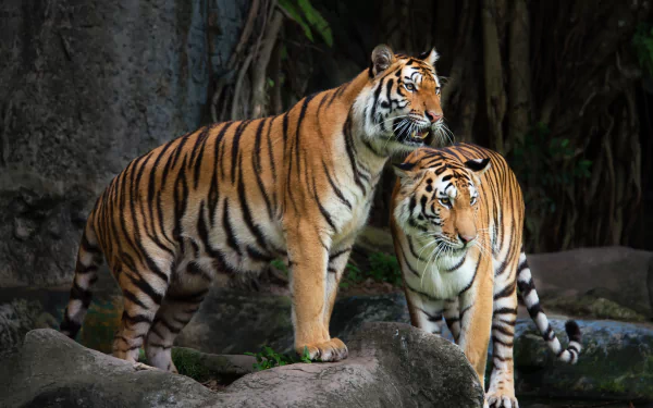 Animal tiger HD Desktop Wallpaper | Background Image