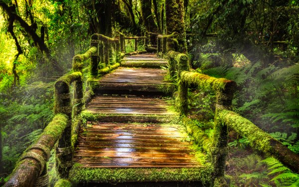 Hecho por el hombre Paseo Puente Bosque Musgo Rainforest Greenery Fondo de pantalla HD | Fondo de Escritorio