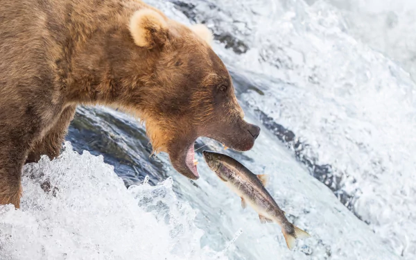 grizzly fish Animal grizzly bear HD Desktop Wallpaper | Background Image