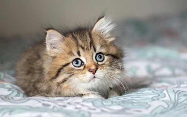 Fluffy, adorable kitten with bright blue eyes rests on a soft patterned surface, captured as a cute cat in this HD PC desktop wallpaper and background image.