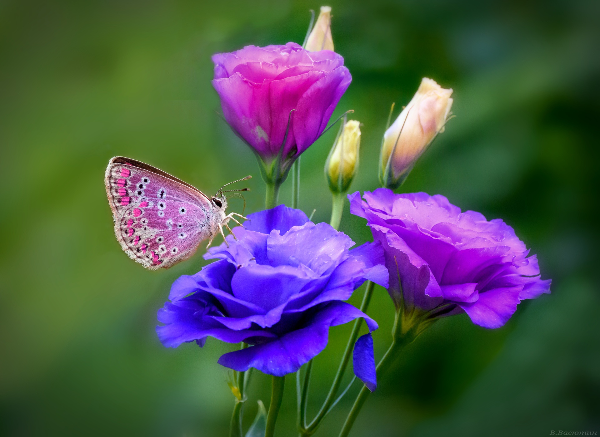Красивые бабочки на цветах. Бабочка на цветке. Бабочки в цветах. Летние цветы с бабочками. Цветы Макросъемка.