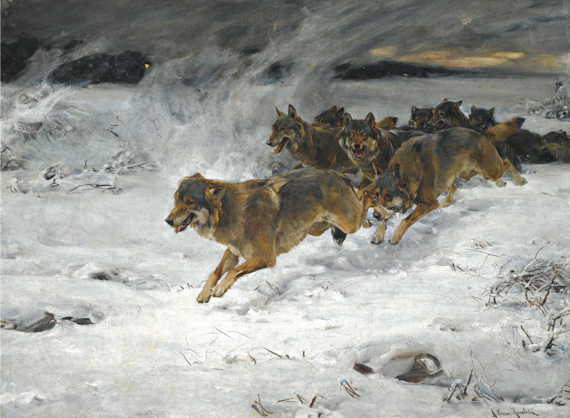 Wolf Pack Running in the Snow by Alfred Kowalski