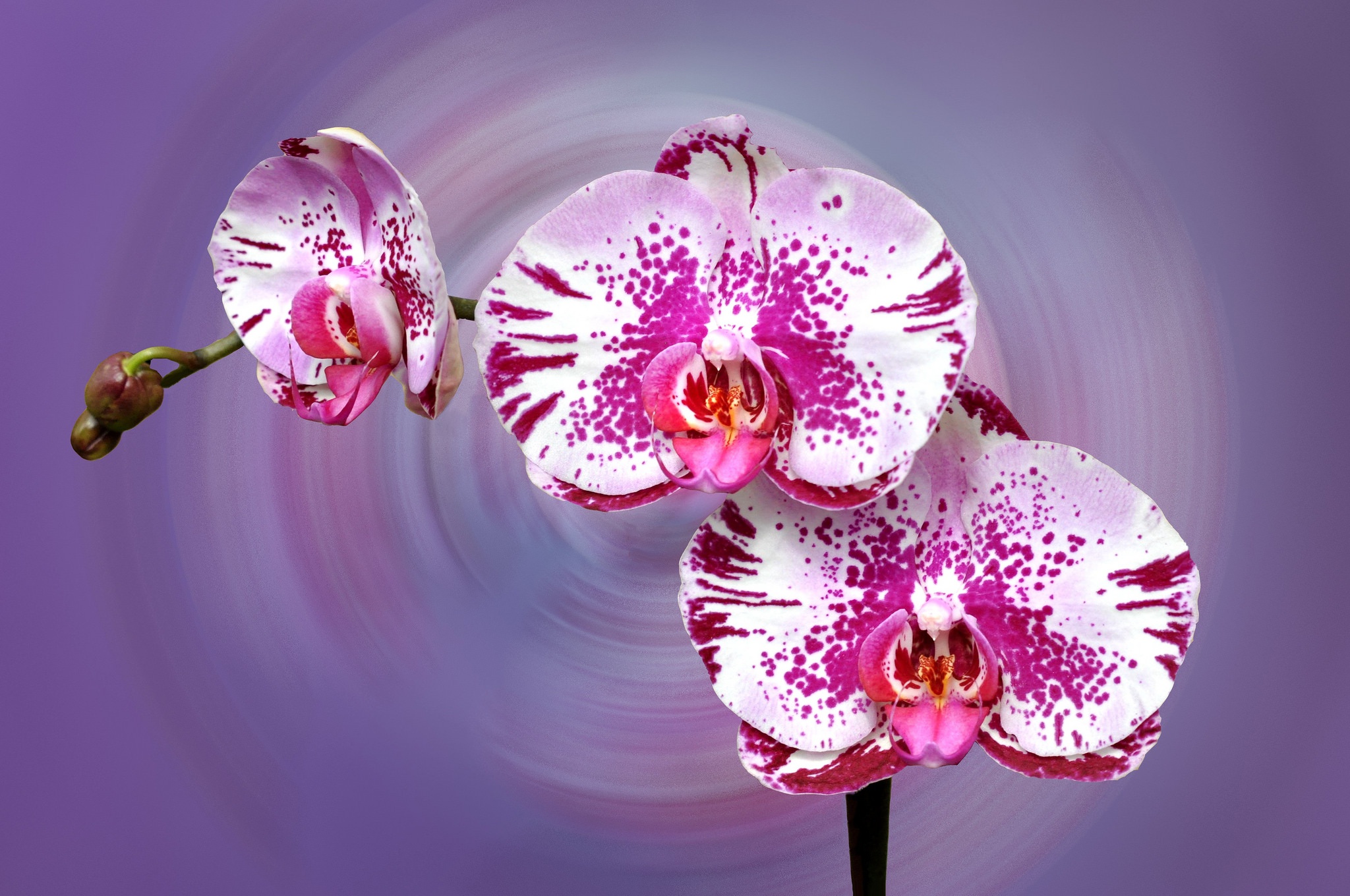 Orchid HD Wallpaper