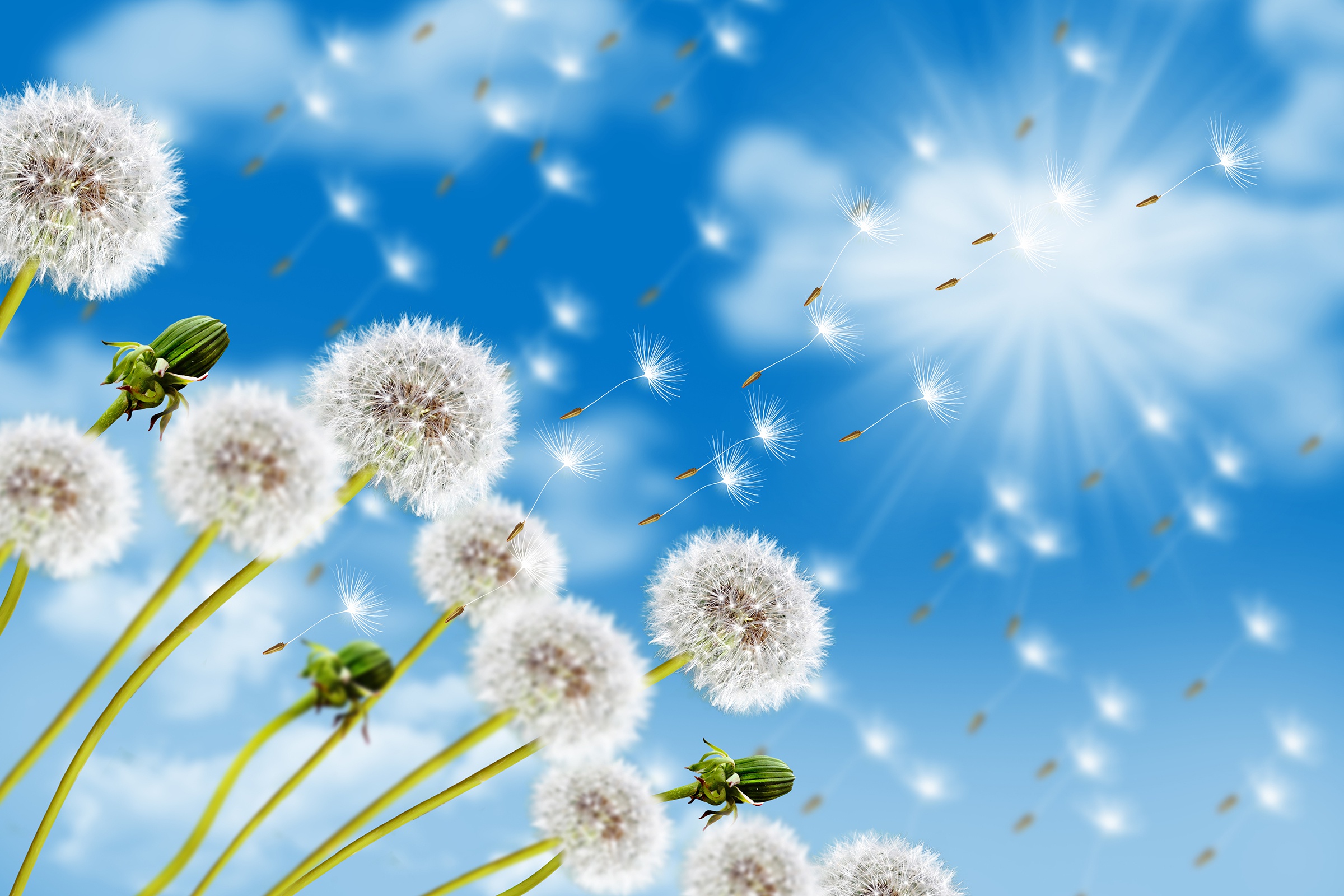 Download Summer Sky Nature Dandelion Hd Wallpaper