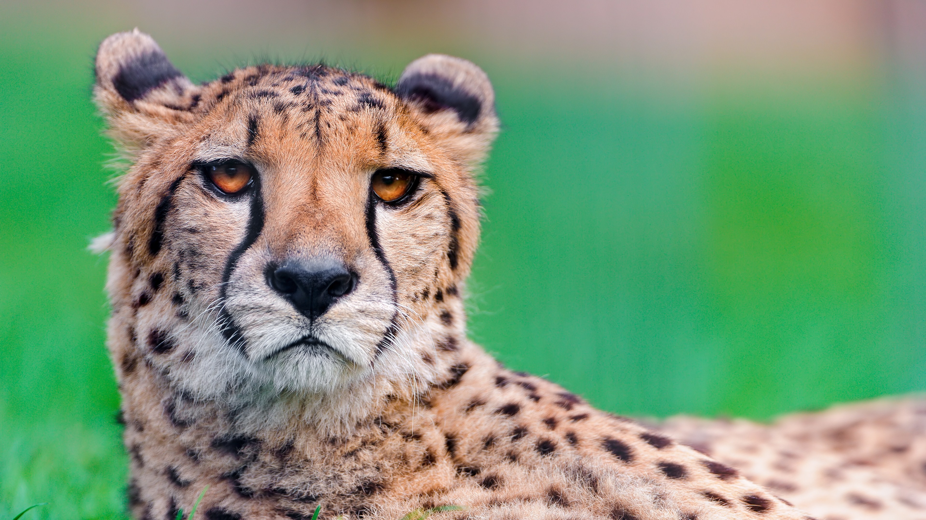 400+ Cheetah HD Wallpapers and Backgrounds