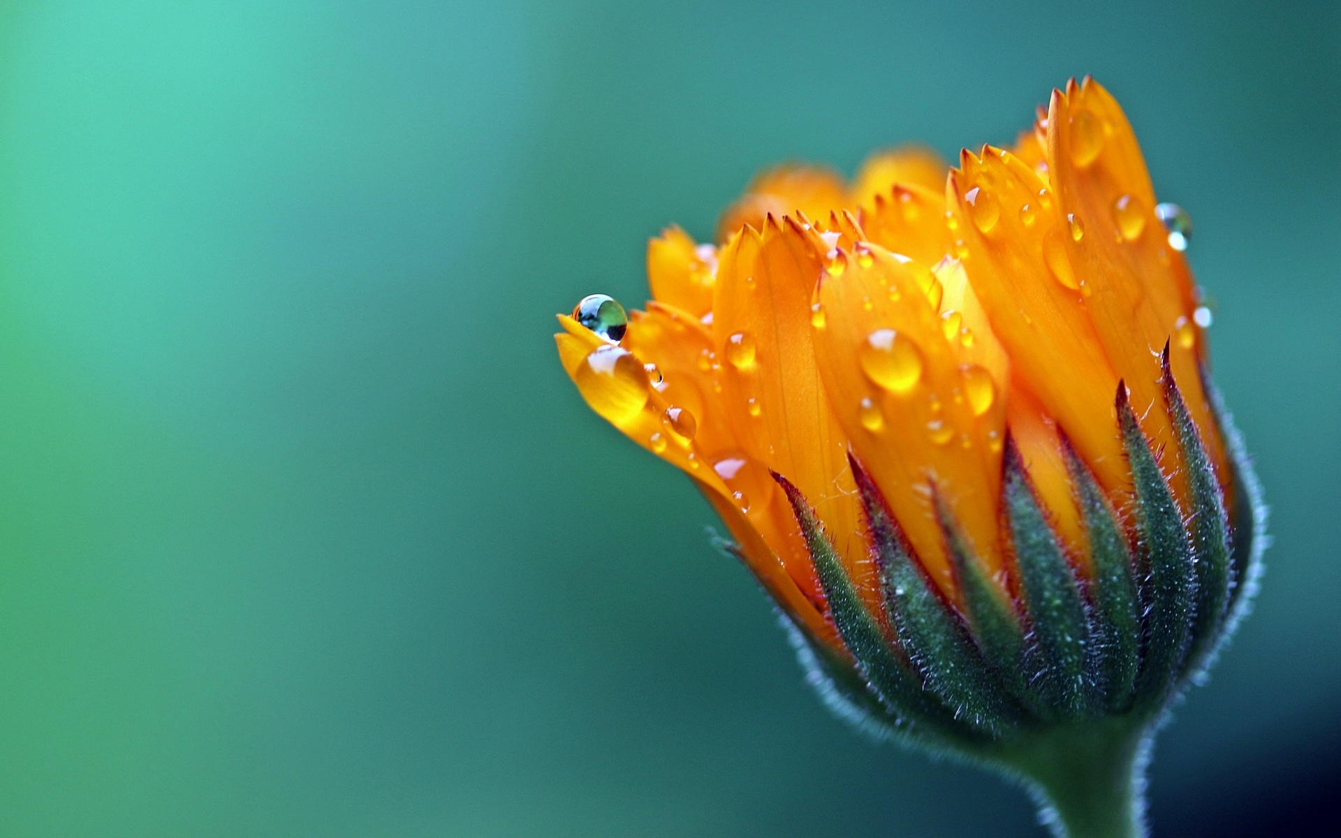 Download Path Orange Flower Flower Nature Marigold HD Wallpaper by Hans ...