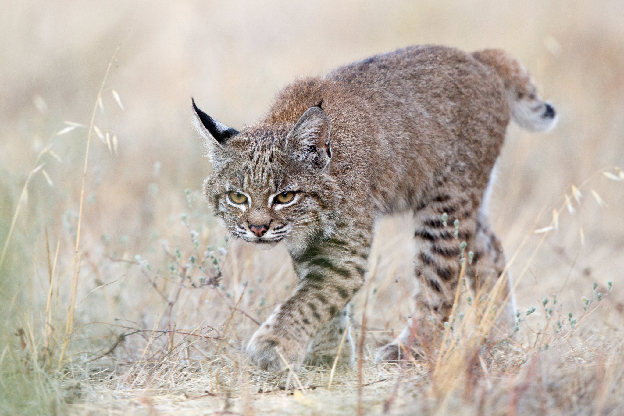 Download Animal Lynx HD Wallpaper