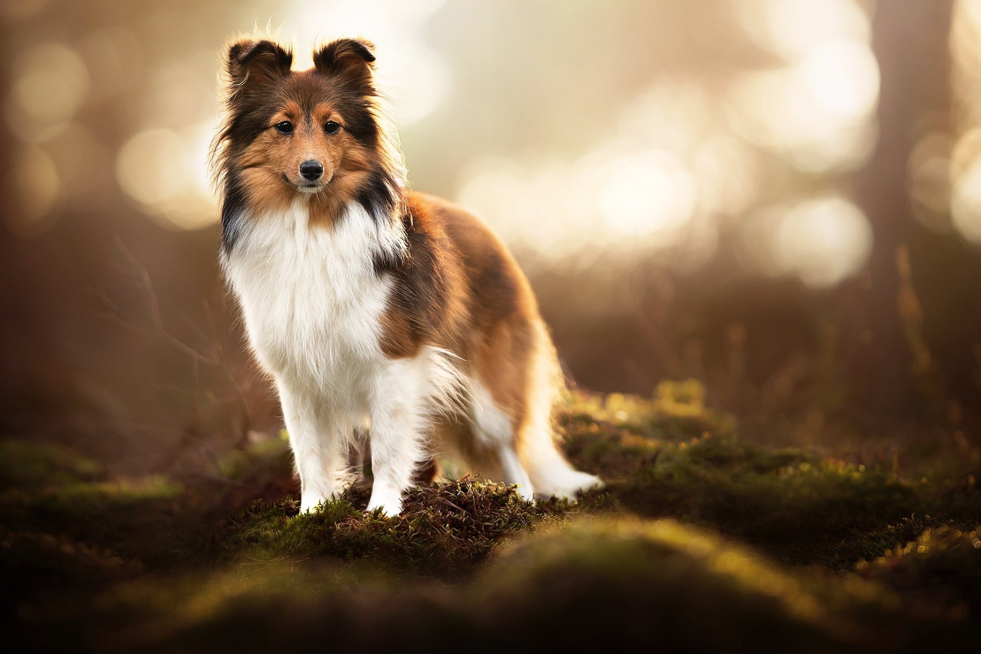 Download Dog Animal Shetland Sheepdog HD Wallpaper