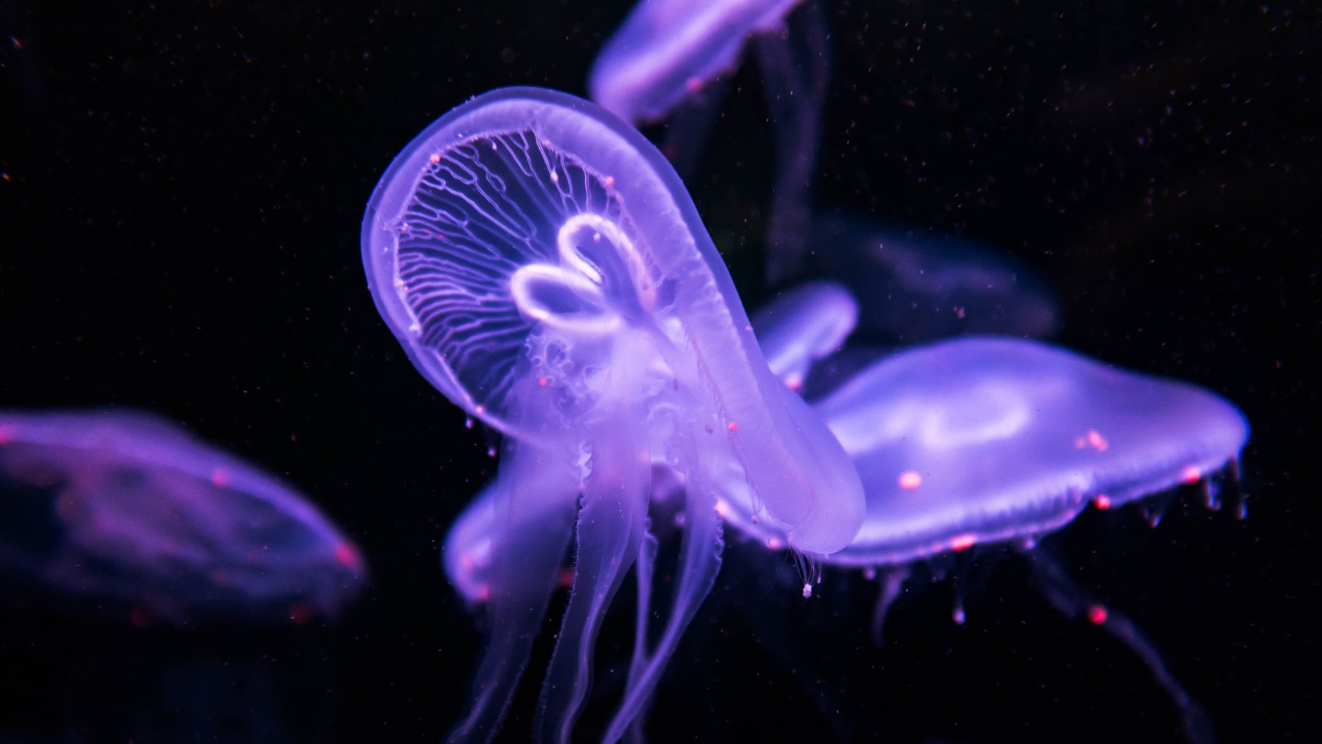Download Glow Purple Animal Jellyfish  4k Ultra HD Wallpaper