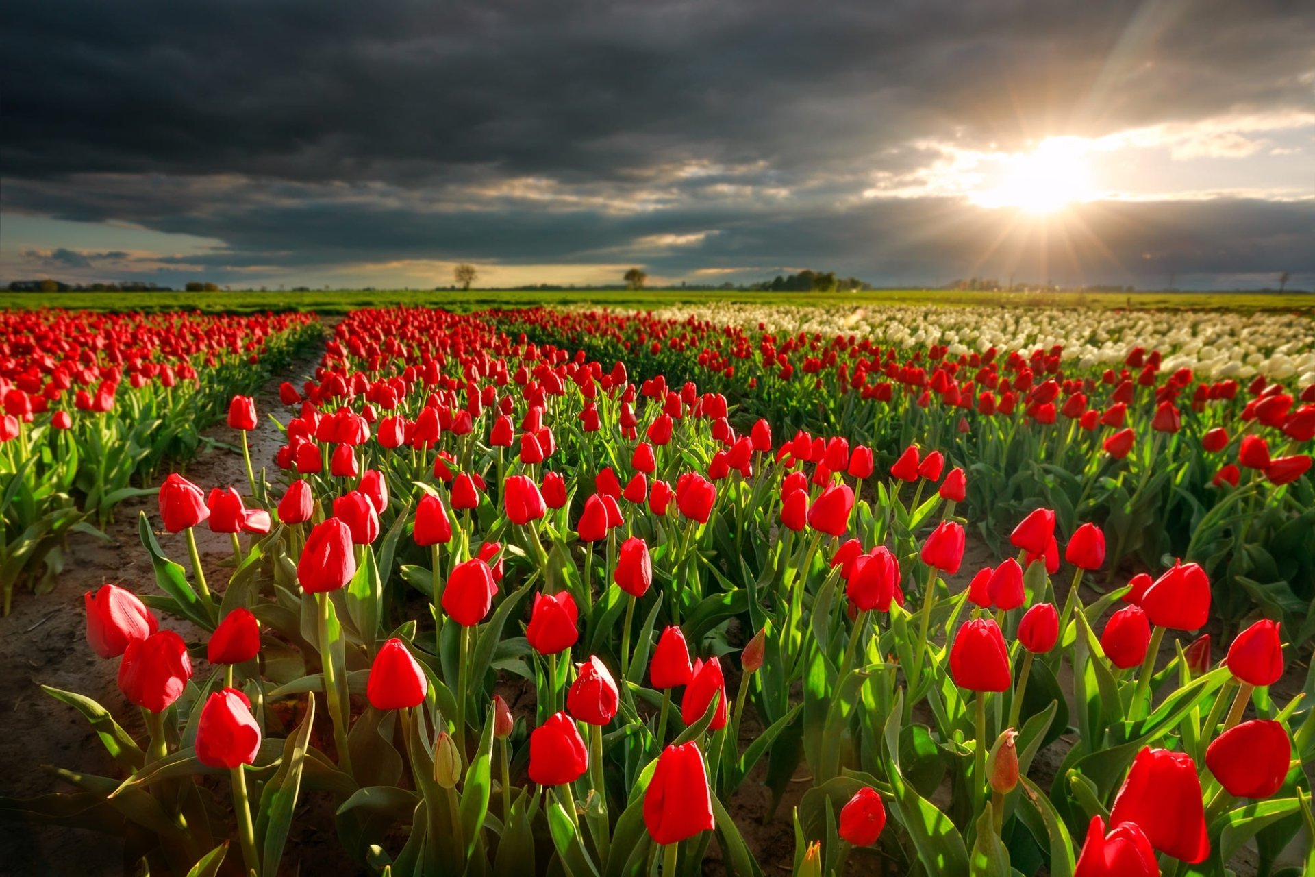 Tulip HD Wallpaper