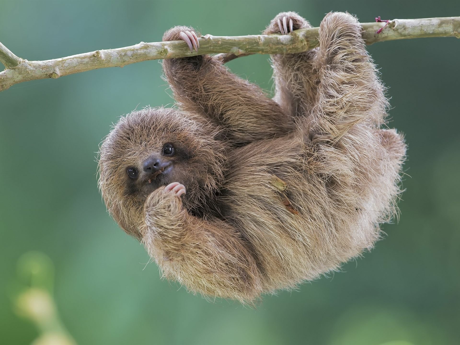 Baby Sloth Hanging From Tree Branch HD Wallpaper Background Image 