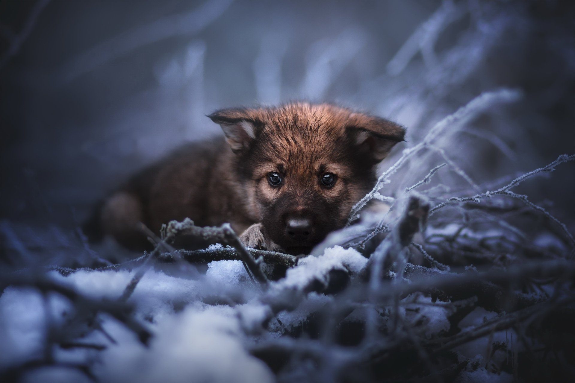 Download Baby Animal Dog Animal Puppy HD Wallpaper