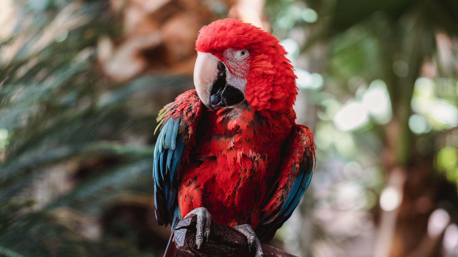 Download Parrot Bird Animal Red-and-green Macaw Red-and-green Macaw  4k Ultra HD Wallpaper by Jason Leung
