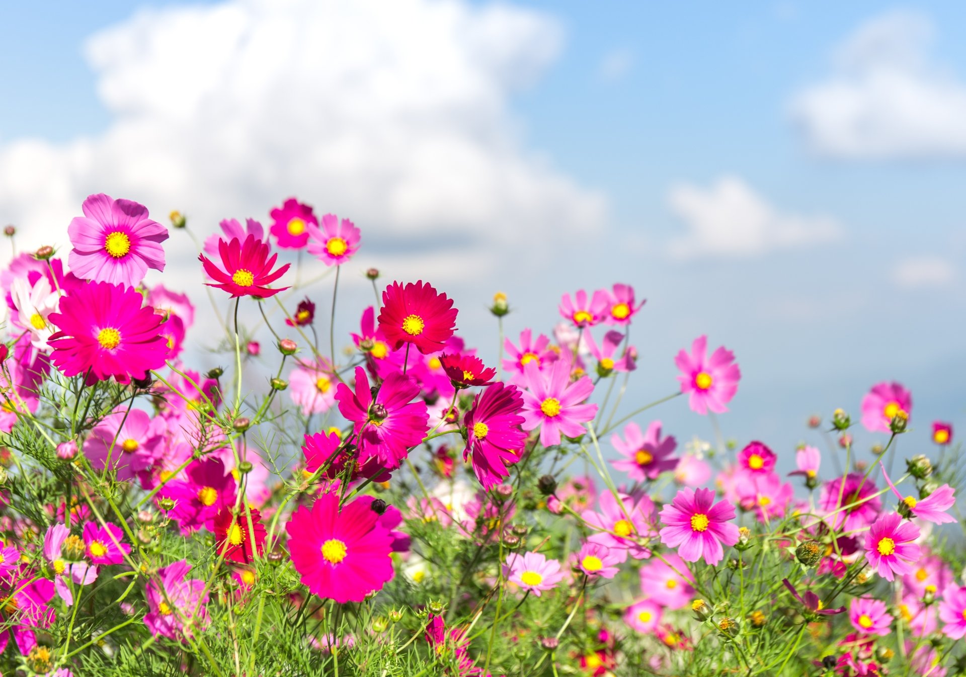 Download Pink Flower Flower Nature Cosmos (Plant) 4k Ultra HD Wallpaper