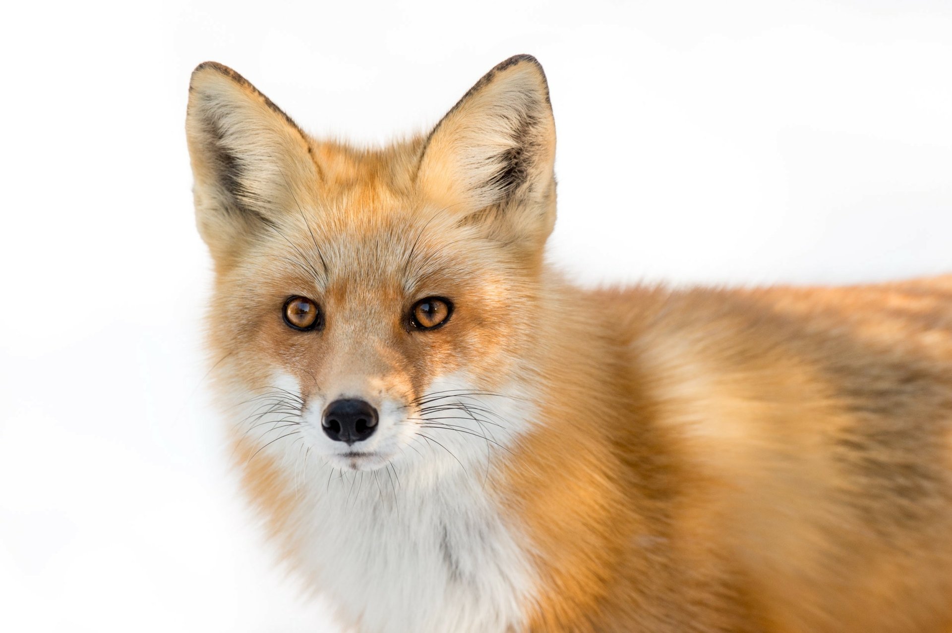 Download Red Fox Animal Fox HD Wallpaper