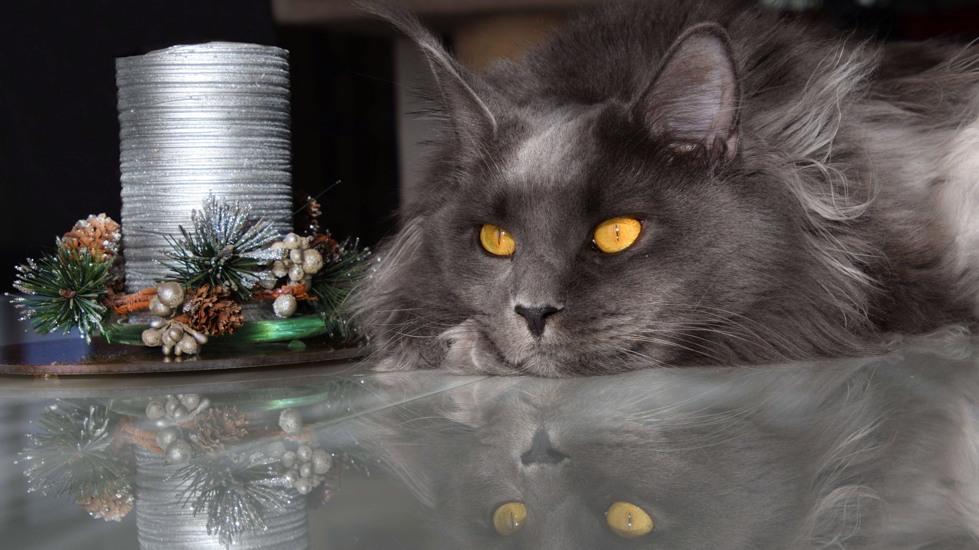 Download Maine Coon Animal Cat 4k Ultra HD Wallpaper