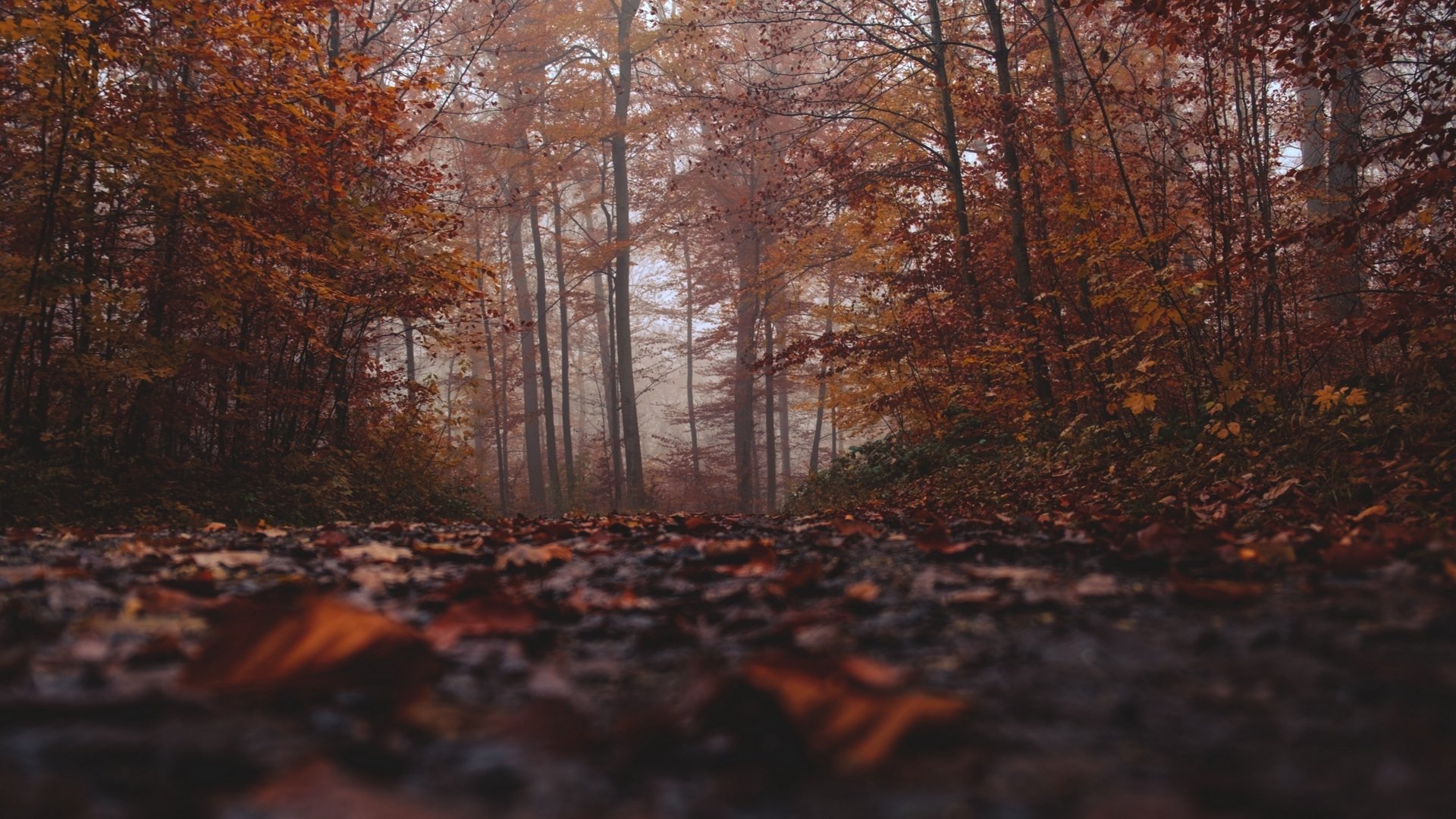 Download Fall Forest Nature Fog HD Wallpaper