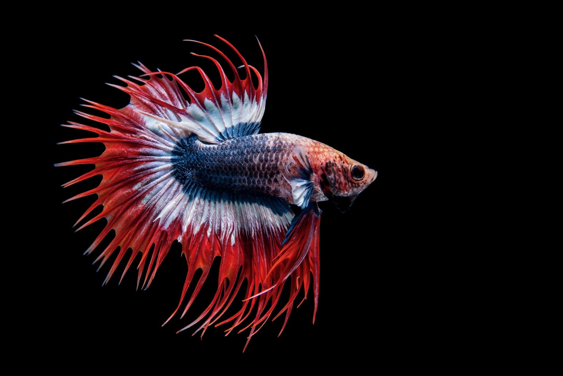 Animal Betta HD Wallpaper