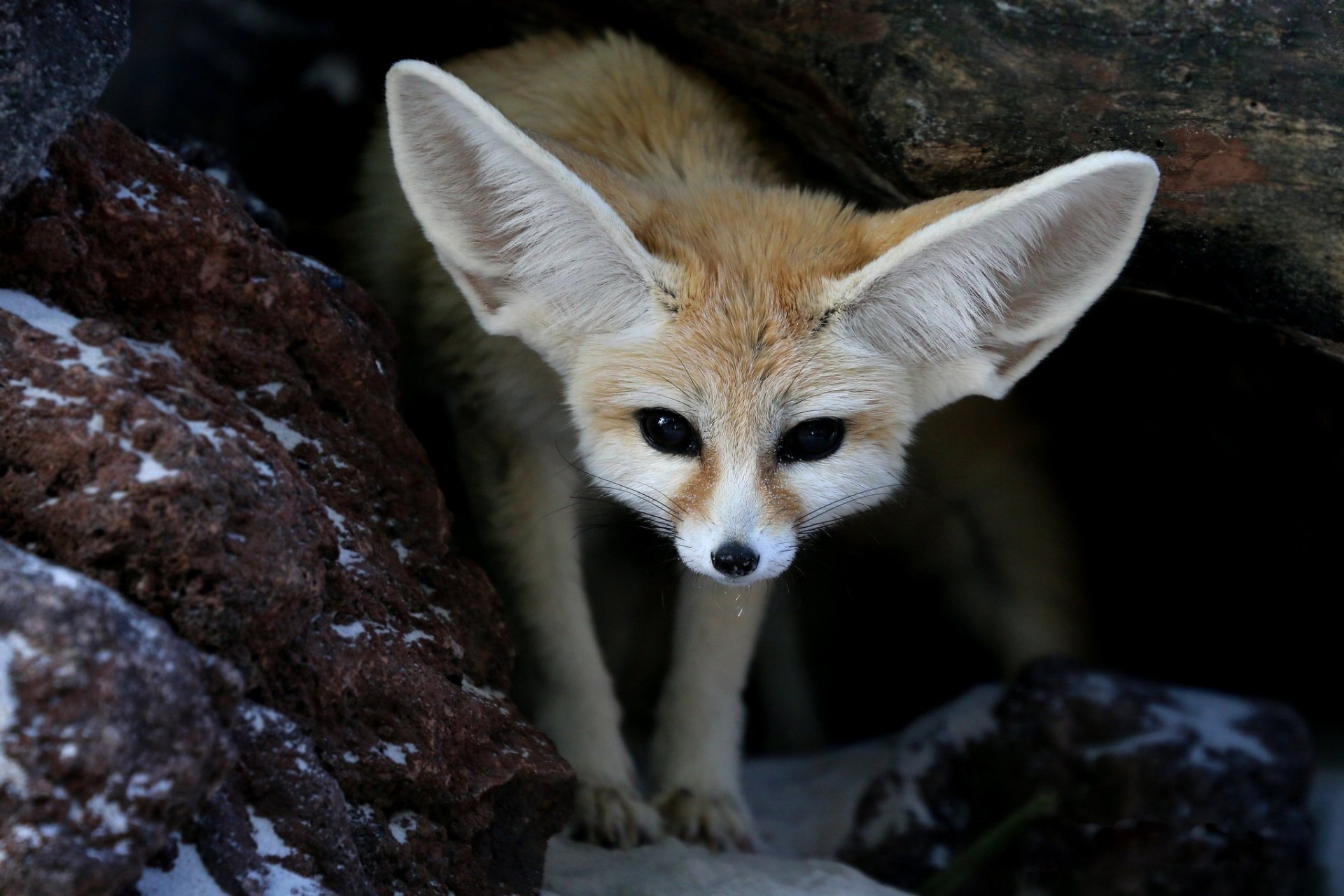 Download Animal Fennec Fox HD Wallpaper