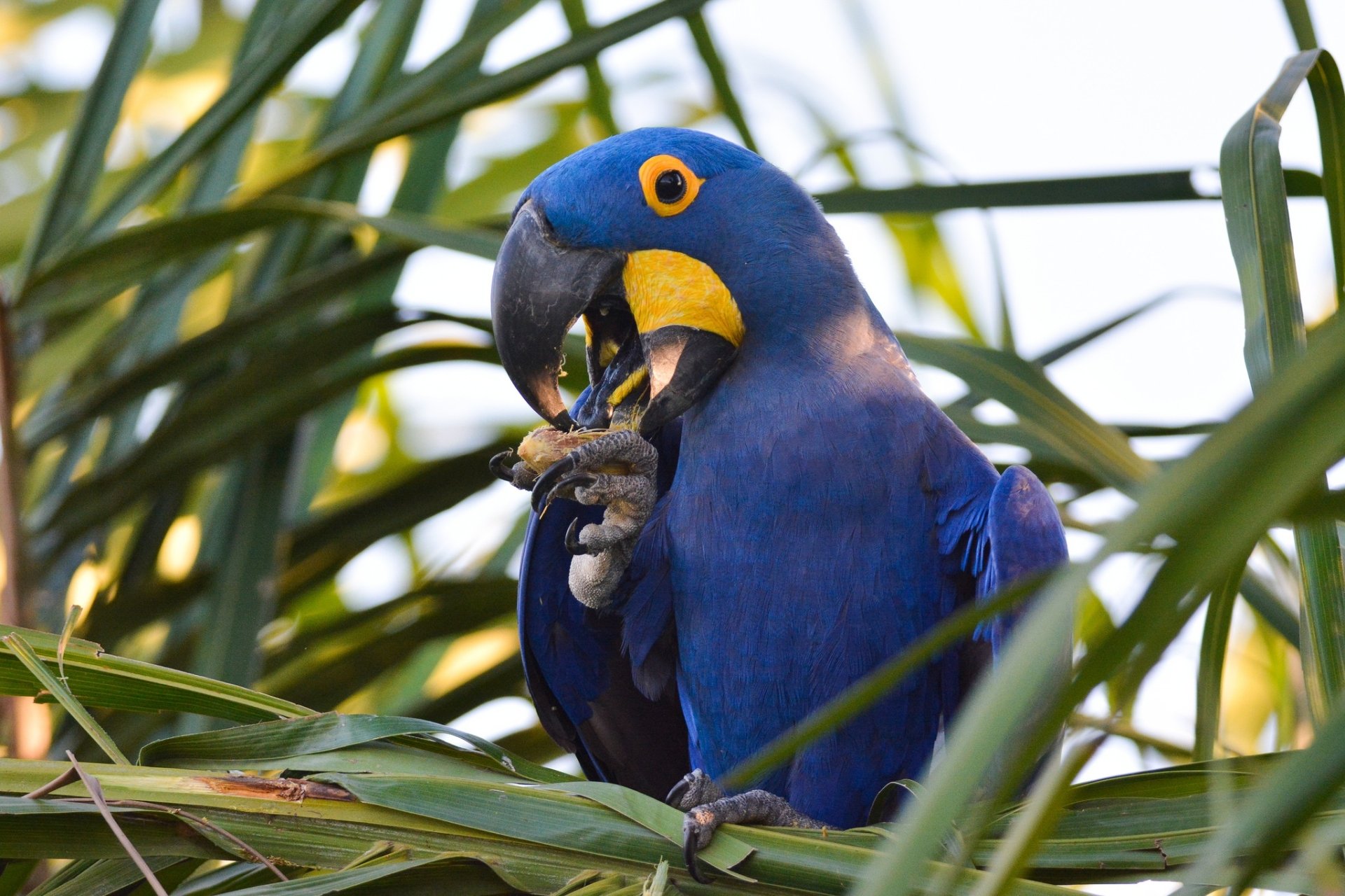 HD PC desktop wallpaper: close-up of a hyacinth macaw with vivid blue plumage and yellow eye ring, perched in green palm fronds, holding and cracking a nut.