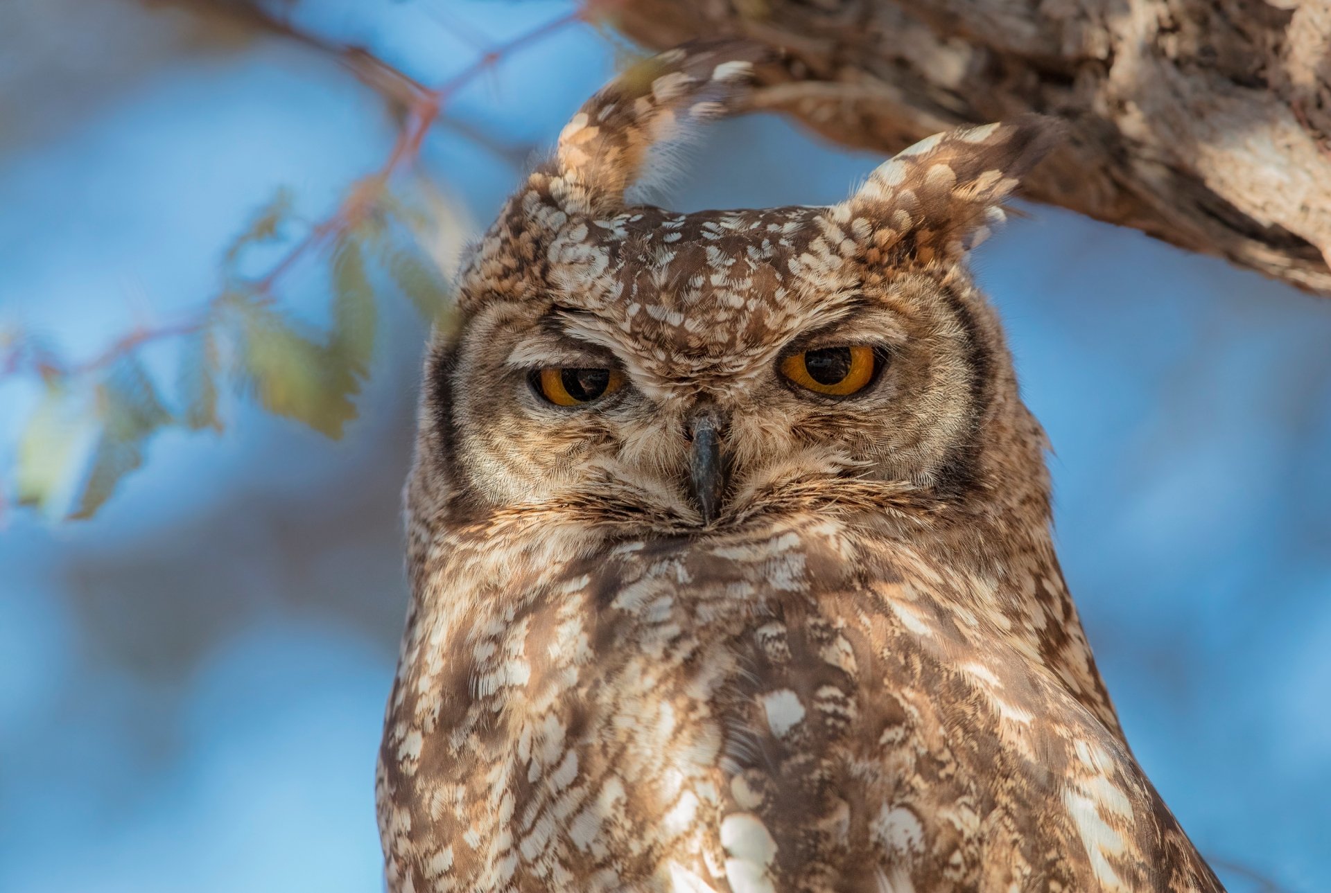 Animal Great horned owl HD Wallpaper