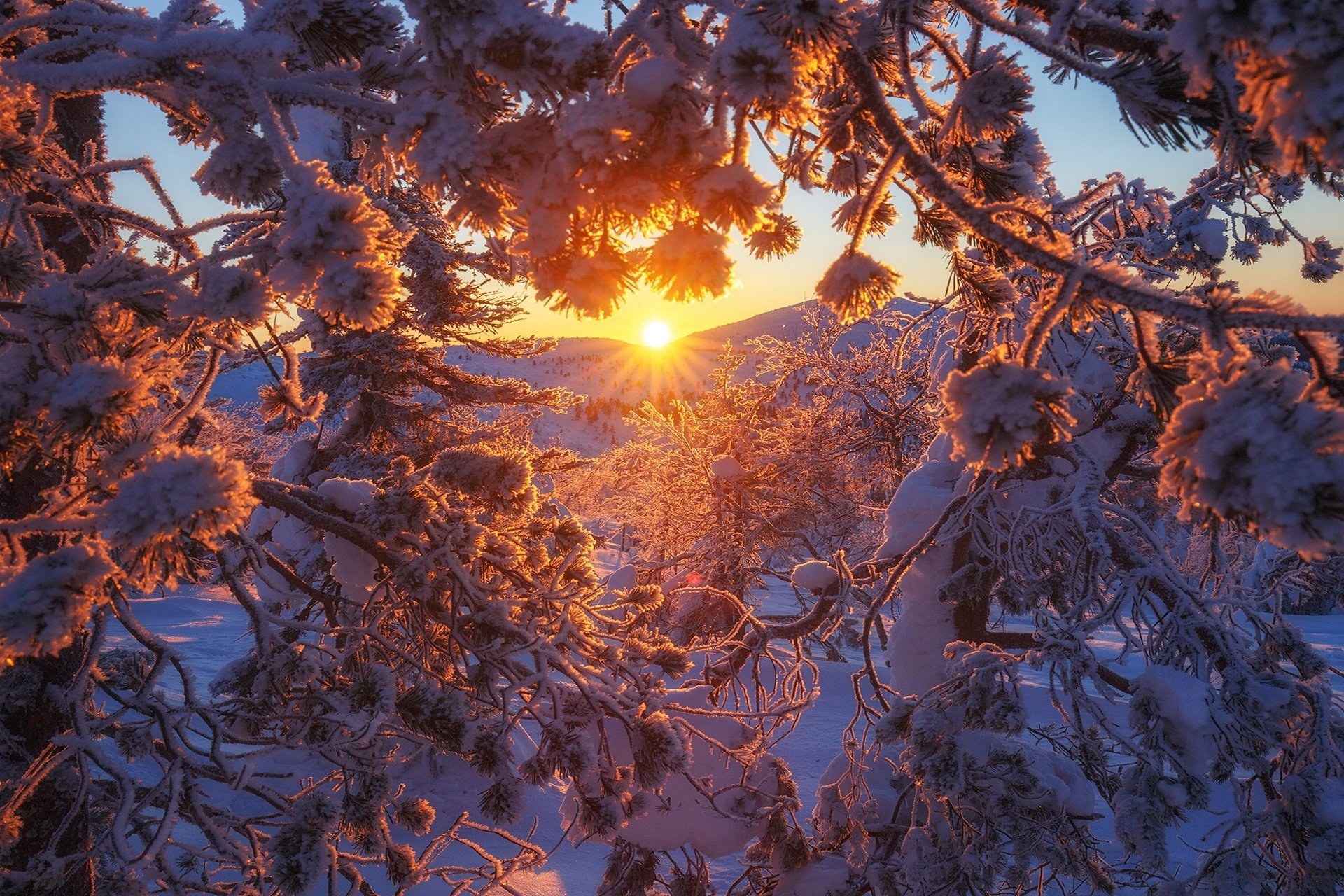 HD PC desktop wallpaper/background: snow-laden branches frame a golden Finnish winter sunset, warm sunbeams filtering through frosty needles over a snowy nature landscape.