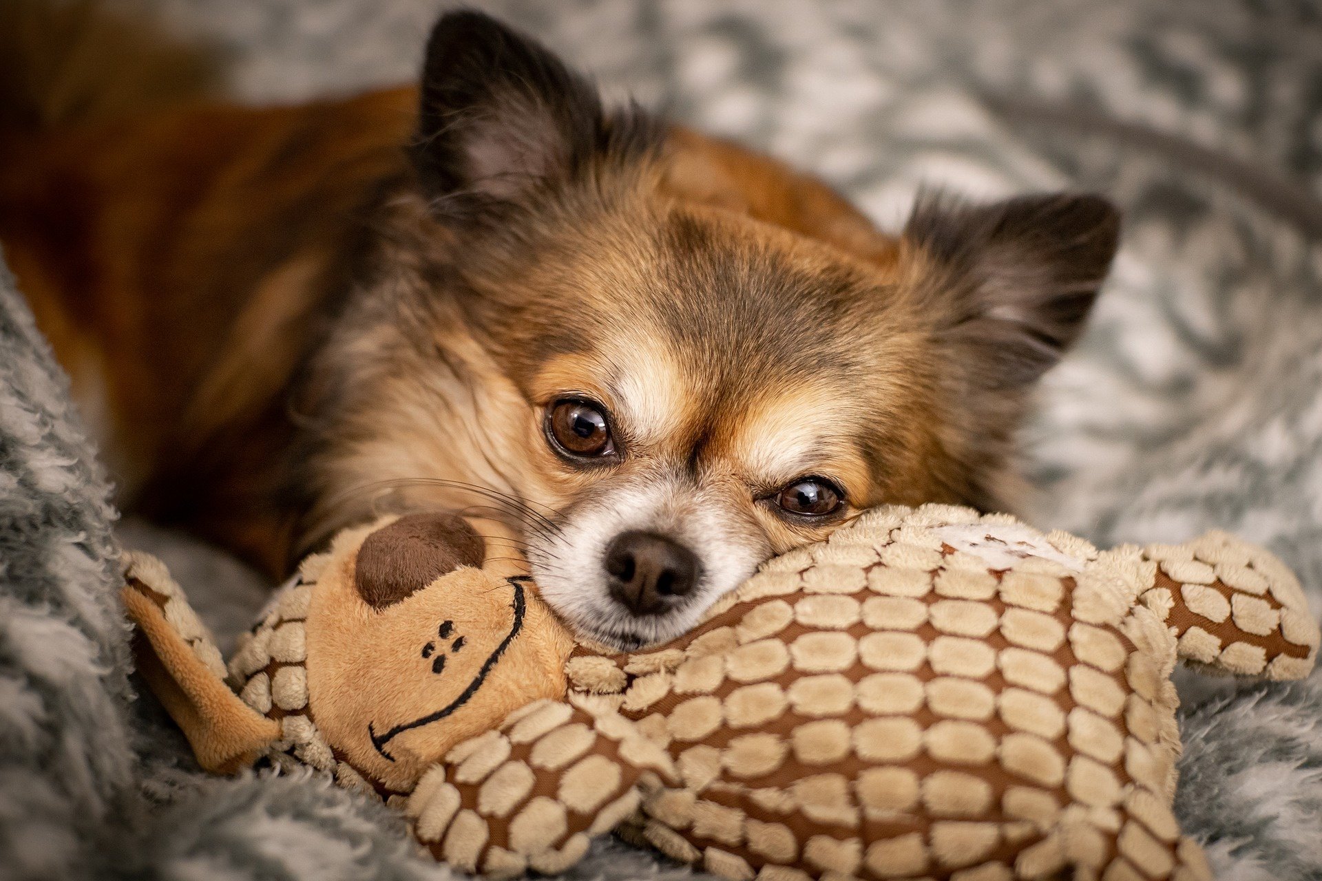 Animal Chihuahua HD Wallpaper