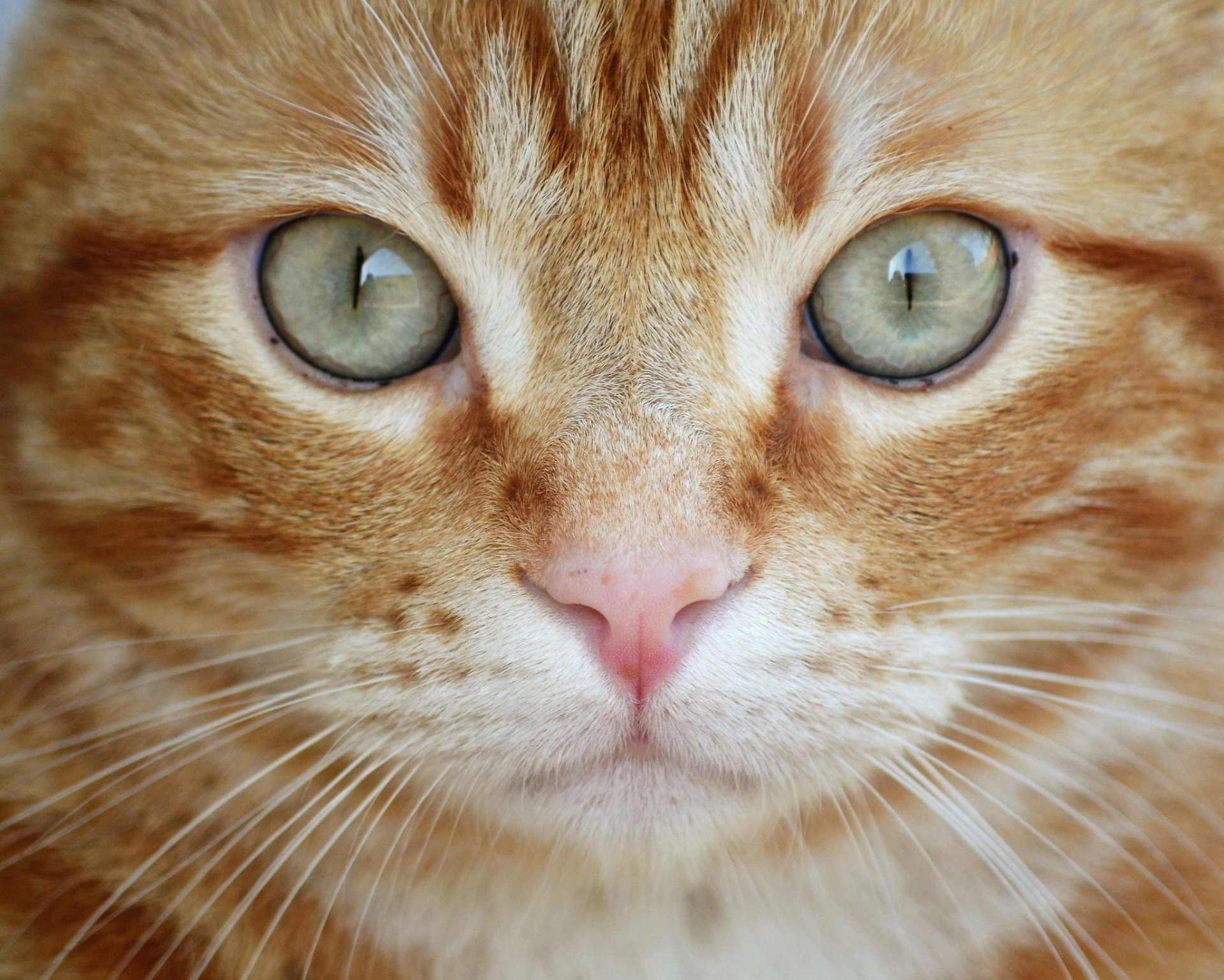 Download Stare Animal Cat HD Wallpaper | 2048x1639 | Wallpaper Abyss