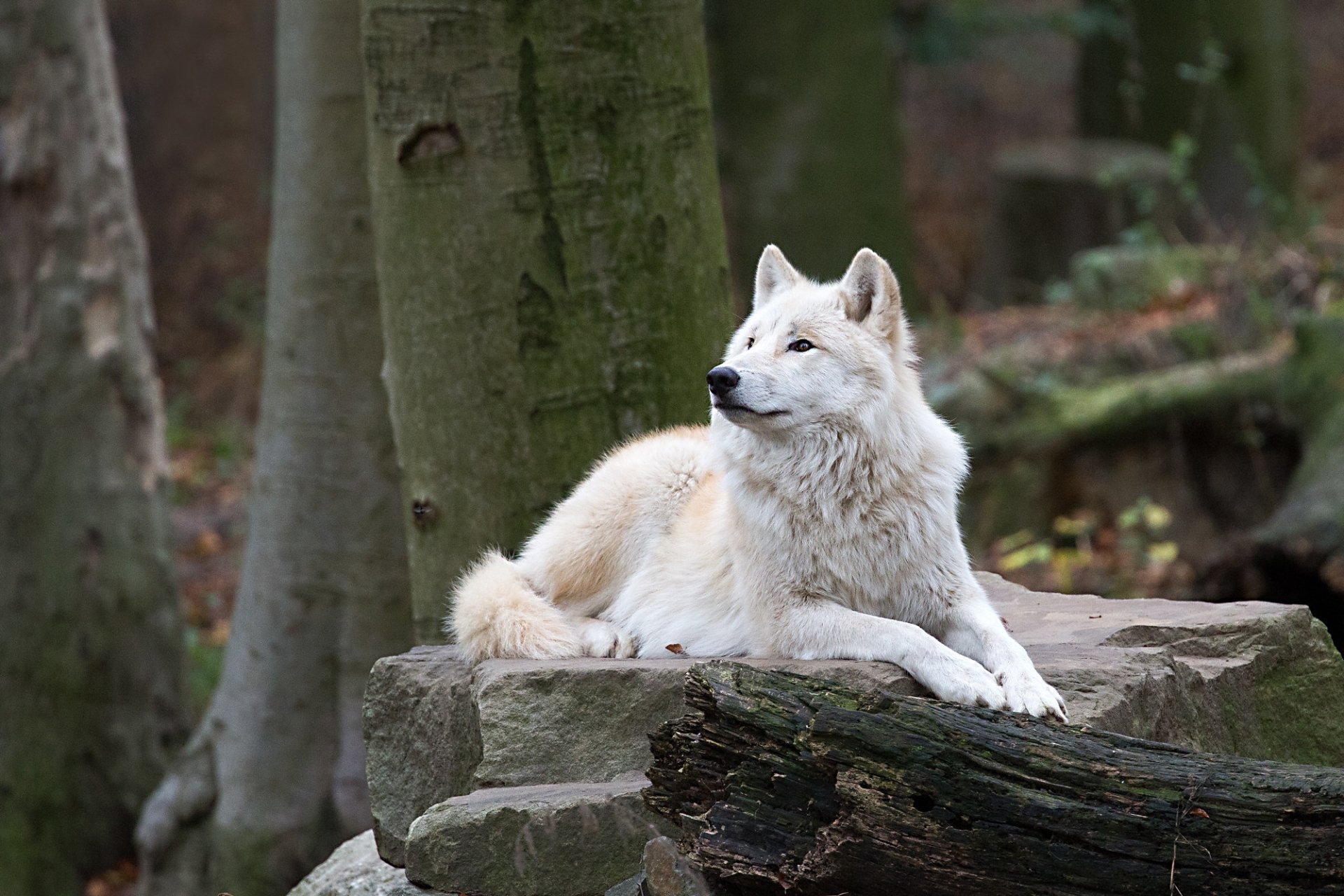 White Wolf HD Wallpaper | Background Image | 2000x1333