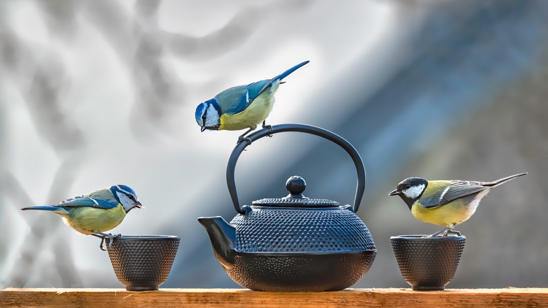 Download Teapot Bird Animal Titmouse 4k Ultra HD Wallpaper