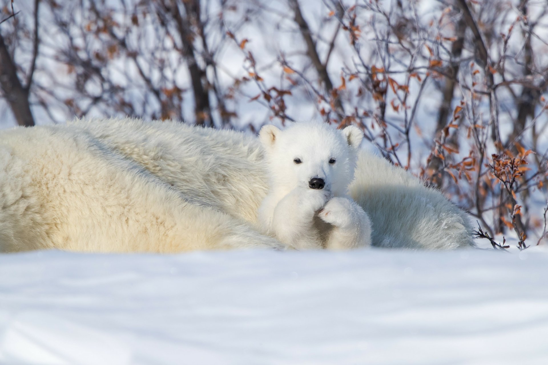 HD desktop wallpaper of a cute polar bear cub nestled in the snow, with bare trees in the background.