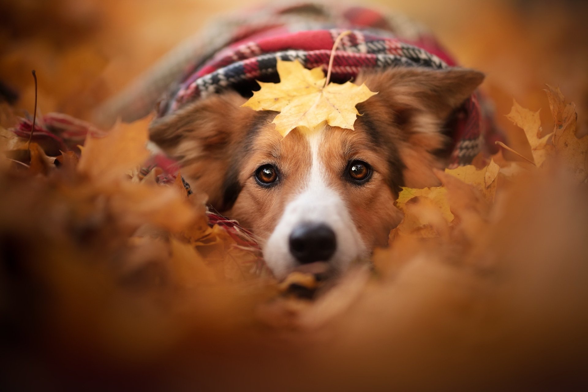 Download Leaf Fall Stare Animal Dog HD Wallpaper | 2048x1365 ...