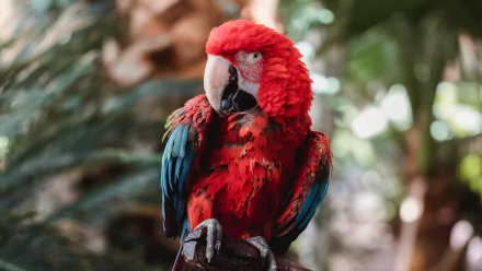 parrot bird Animal Red-and-green Macaw HD Desktop Wallpaper | Background Image