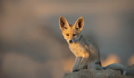 A swift fox sitting alert on a rock with soft natural light, captured in high definition for a PC desktop wallpaper background.