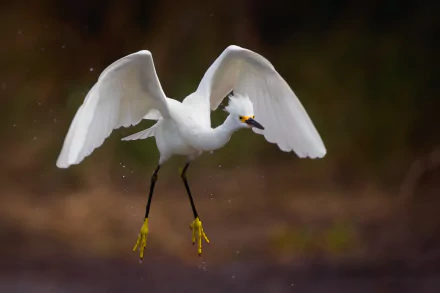 bird Animal egret HD Desktop Wallpaper | Background Image