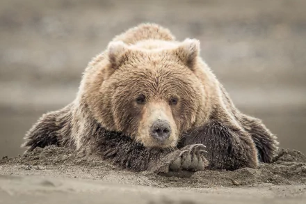 Animal bear HD Desktop Wallpaper | Background Image