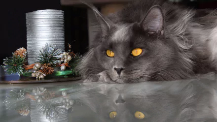 maine coon Animal cat HD Desktop Wallpaper | Background Image