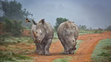 HD PC desktop wallpaper showing two rhinos walking on a dirt path in a natural, green landscape under a cloudy sky.