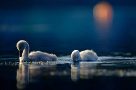 baby animal cygnet bird water Animal swan HD Desktop Wallpaper | Background Image