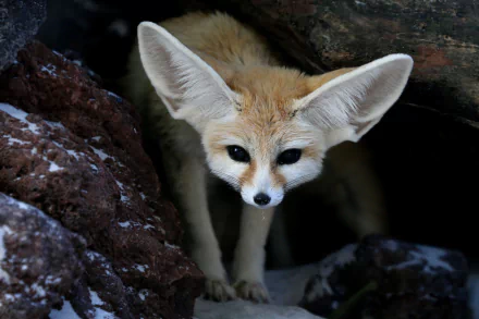 HD PC desktop wallpaper of a fennec fox peering from a rocky den, with oversized ears and sandy fur framed by shadowed stones.