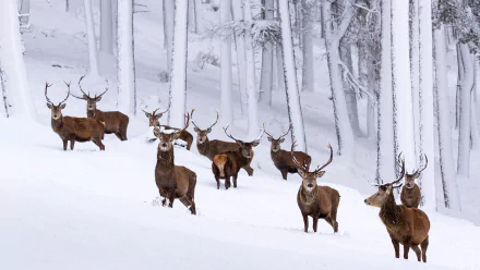 HD PC desktop wallpaper of red deer stags standing in deep snow among tall trees in Cairngorms National Park, Scotland, winter landscape.