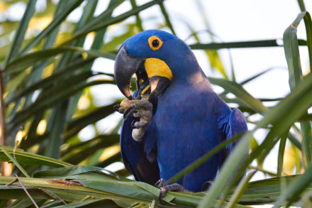 HD PC desktop wallpaper: close-up of a hyacinth macaw with vivid blue plumage and yellow eye ring, perched in green palm fronds, holding and cracking a nut.
