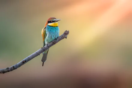  European Bee-eater (merops apiaster)