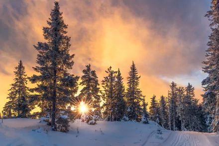 HD wallpaper of a winter sunset with a vibrant cloud-filled sky above a snowy forest.