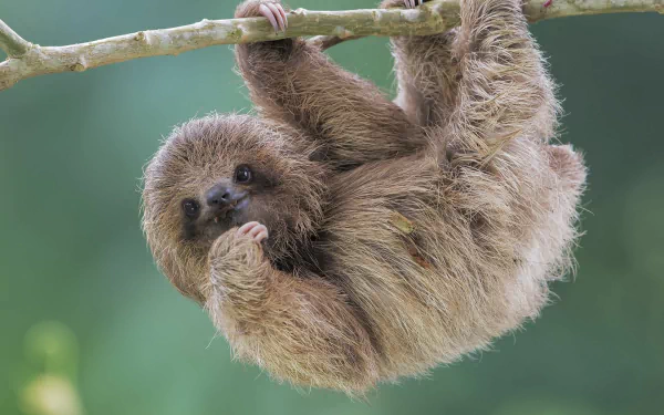 HD desktop wallpaper of a cute sloth hanging from a tree branch against a soft green background.