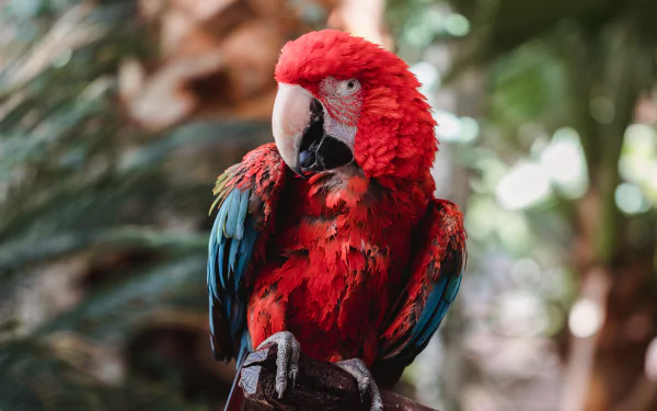 parrot bird Animal Red-and-green Macaw HD Desktop Wallpaper | Background Image