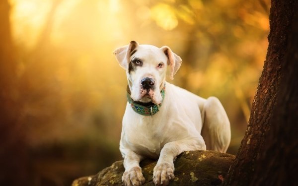 Animal Dog Dogs Depth Of Field HD Wallpaper | Background Image